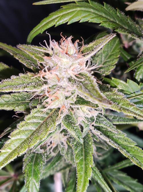 Strawberry Cough. Week 10