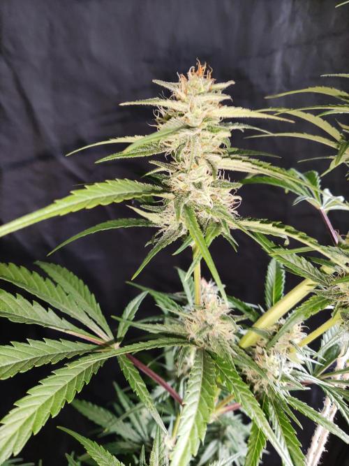 Strawberry Cough. Week 10