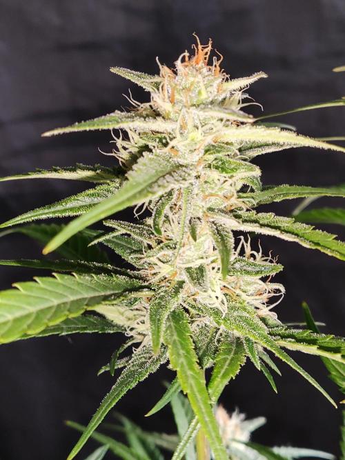 Strawberry Cough. Week 10