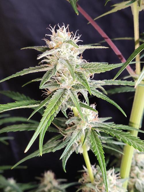 Strawberry Cough. Week 10