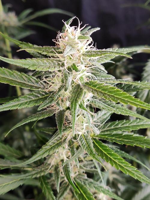 Strawberry Cough. Week 10