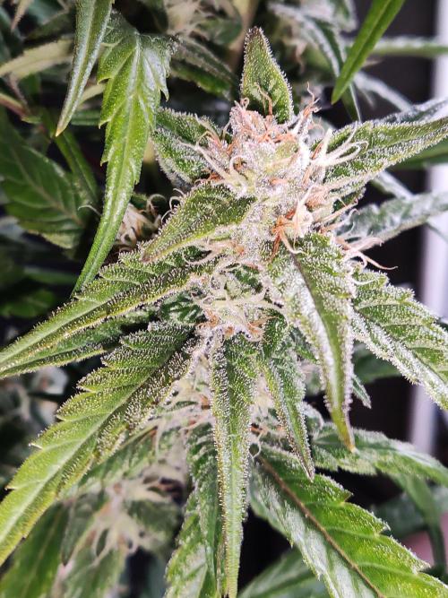 Strawberry Cough. Week 10