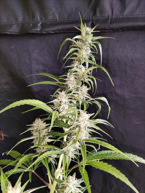 Strawberry Cough. Week 10