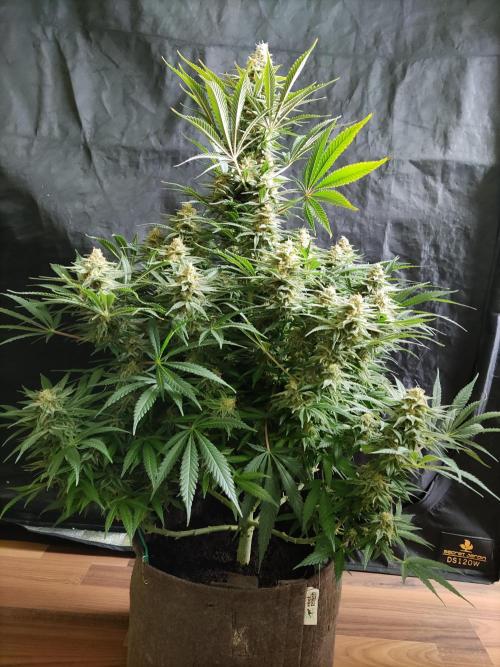 Sugar Black Rose. Week 14 - Blüte Tag 49