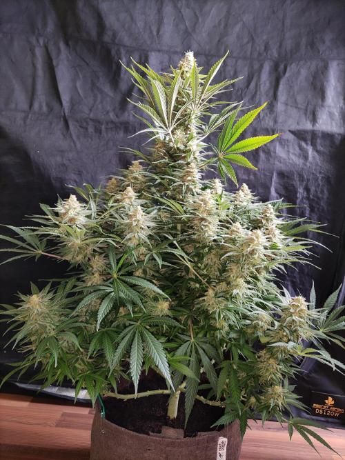 Sugar Black Rose. Week 14