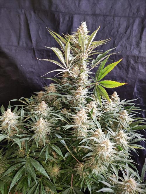 Sugar Black Rose. Week 14