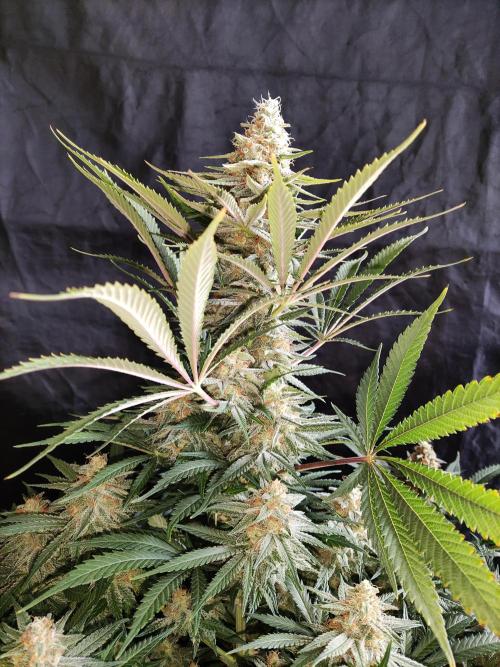 Sugar Black Rose. Week 14