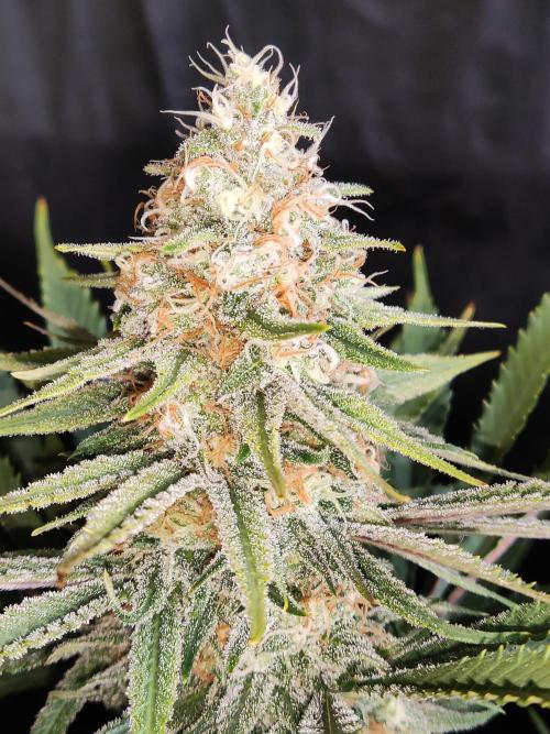 Sugar Black Rose. Week 14