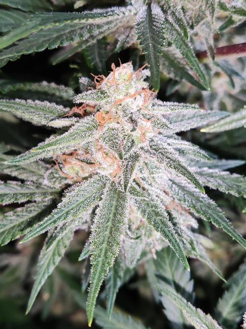 Sugar Black Rose. Week 14