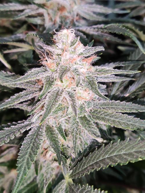 Sugar Black Rose. Week 14