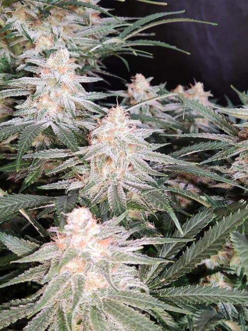 Sugar Black Rose. Week 14