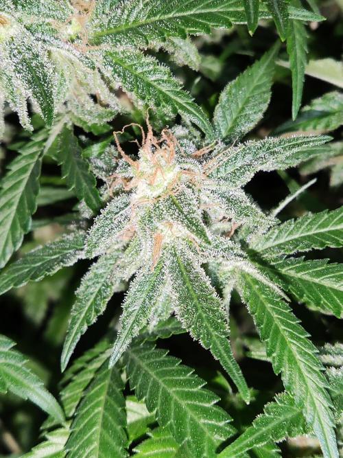 Sugar Black Rose. Week 14