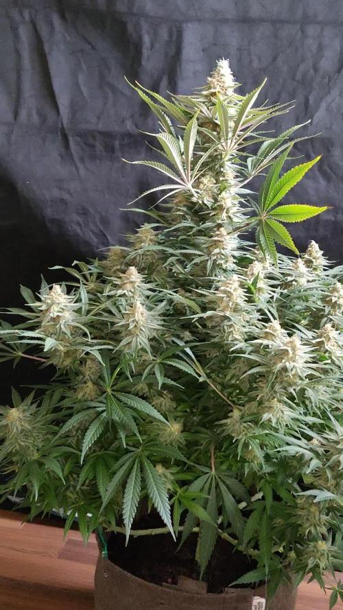 Sugar Black Rose