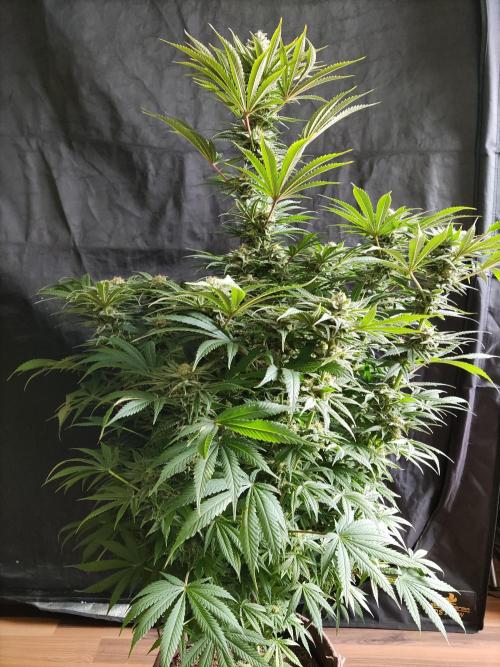 White Widow  X  The Ultimate. Week 14 - Blüte Tag 49