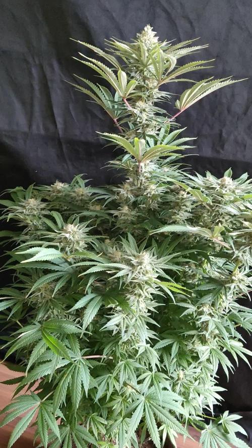 White Widow  X  The Ultimate