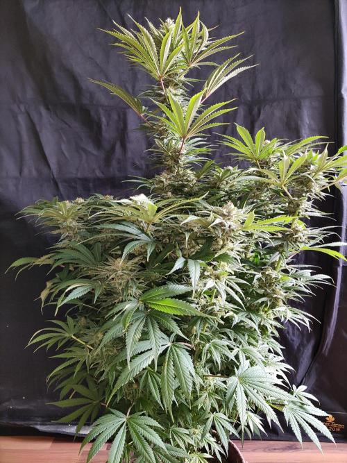 White Widow  X  The Ultimate. Week 14