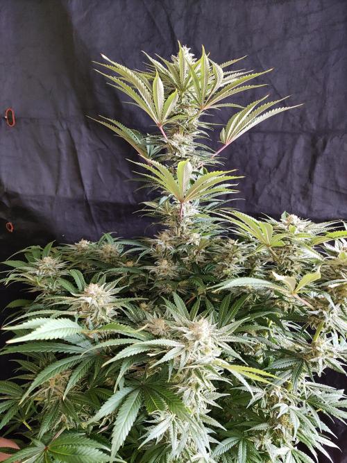 White Widow  X  The Ultimate. Week 14