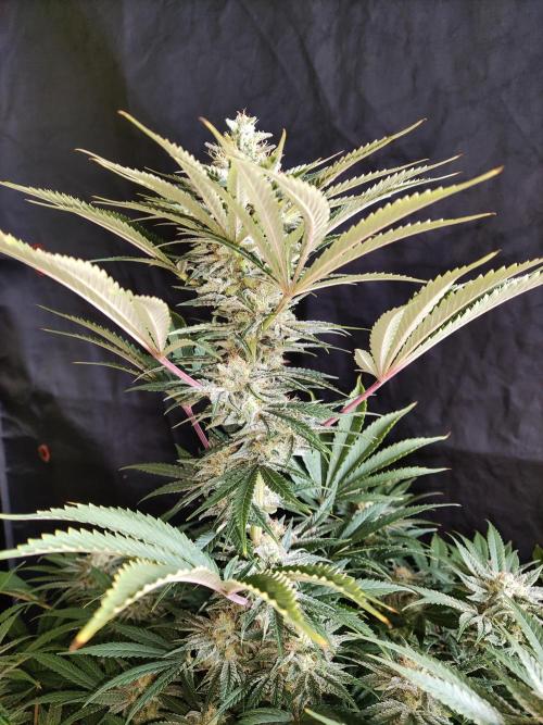 White Widow  X  The Ultimate. Week 14