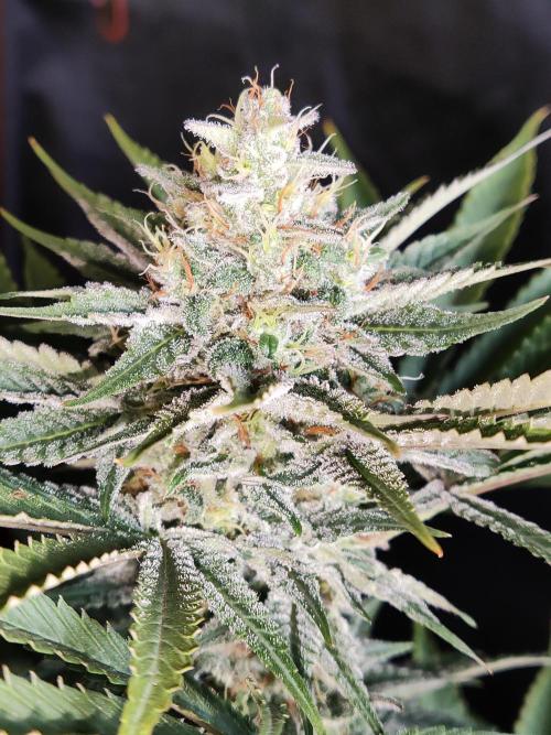 White Widow  X  The Ultimate. Week 14