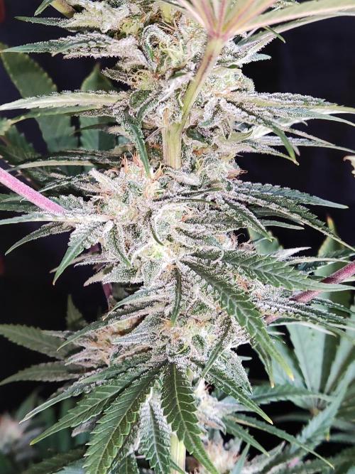 White Widow  X  The Ultimate. Week 14