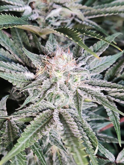 White Widow  X  The Ultimate. Week 14