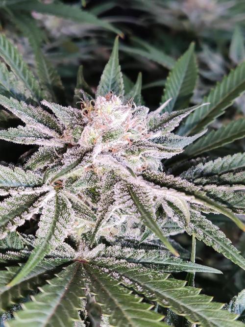 White Widow  X  The Ultimate. Week 14