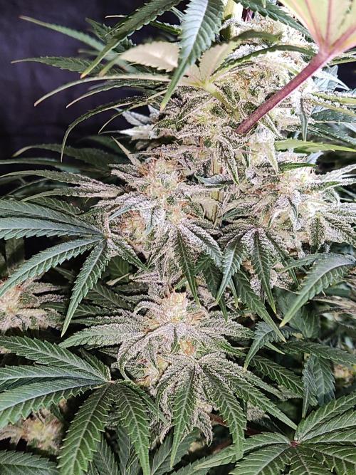 White Widow  X  The Ultimate. Week 14