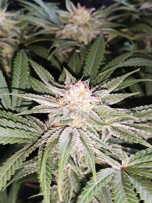 White Widow  X  The Ultimate. Week 14