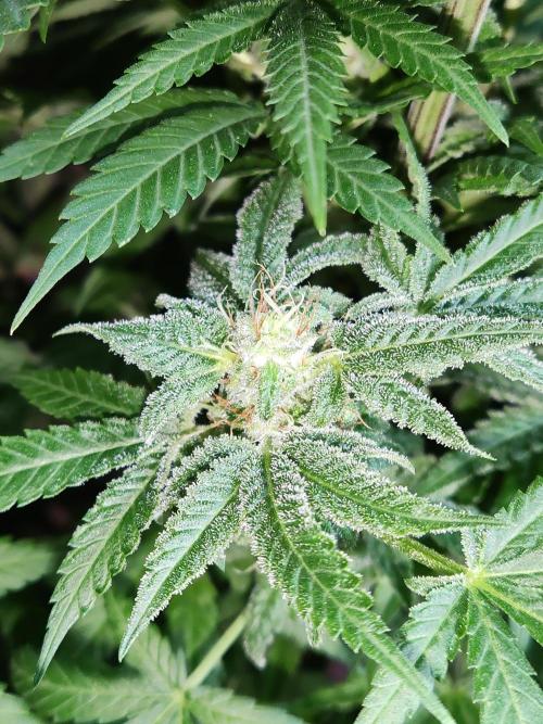 White Widow  X  The Ultimate. Week 14