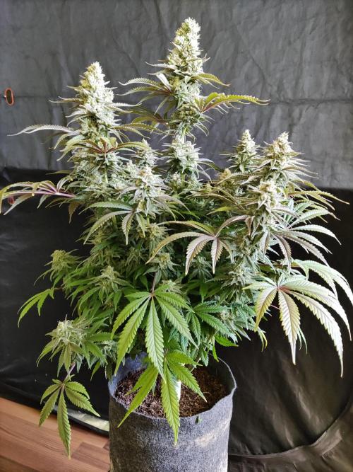 Brain Damage. Week 15 - Blüte Tag 56