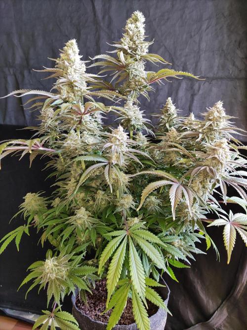 Brain Damage. Week 15