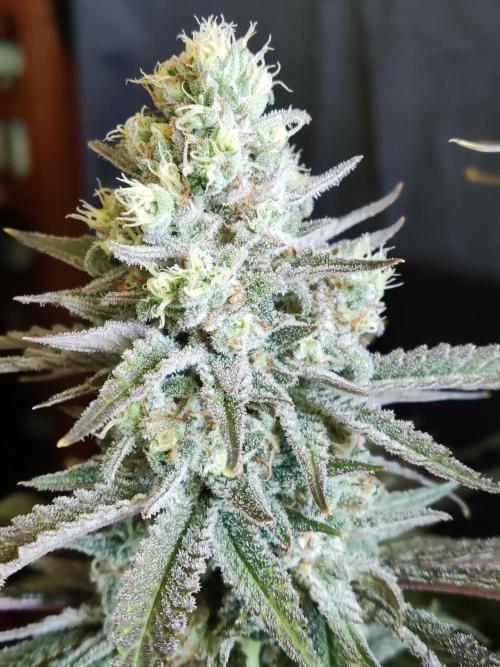 Brain Damage. Week 15