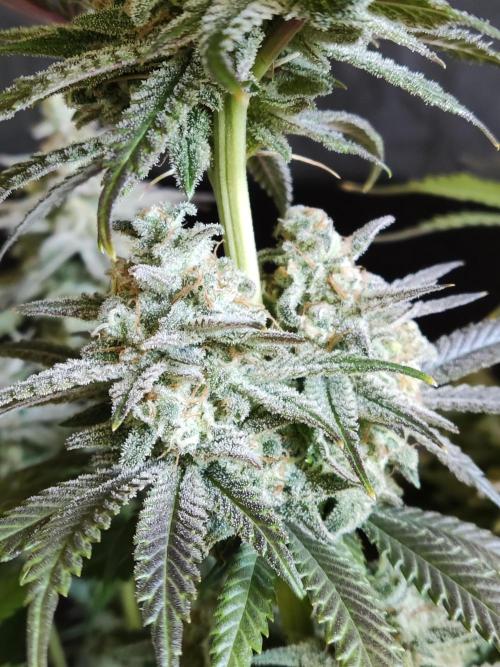 Brain Damage. Week 15