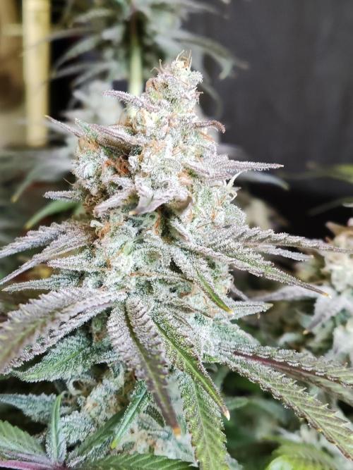 Brain Damage. Week 15