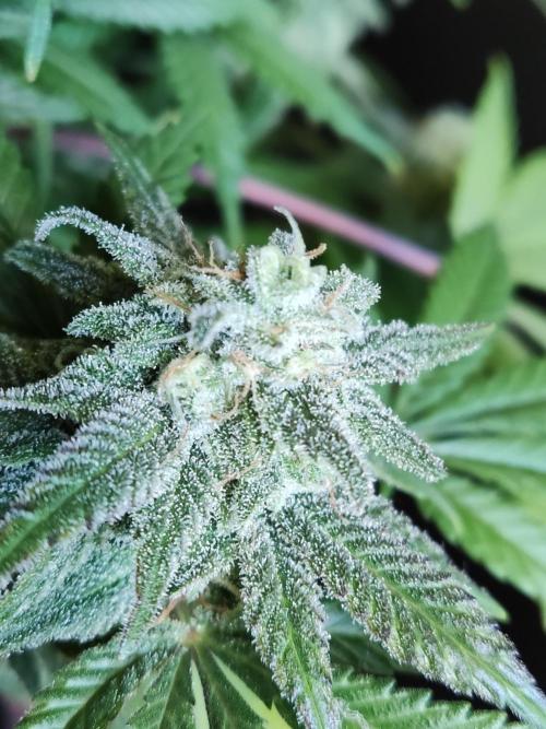 Brain Damage. Week 15