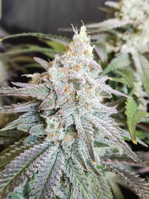 Brain Damage. Week 15