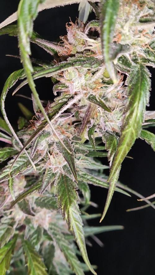 Strawberry Cough