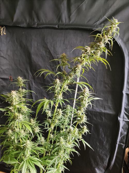 Strawberry Cough. Week 11