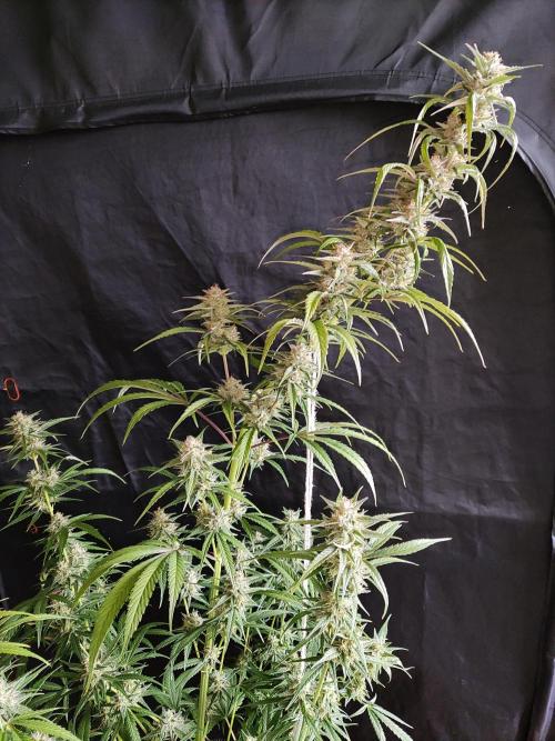 Strawberry Cough. Week 11