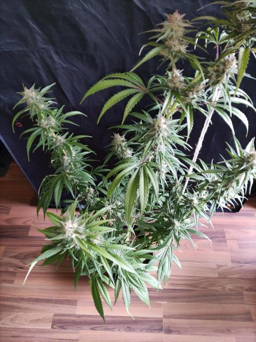 Strawberry Cough. Week 11