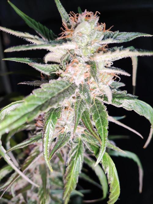 Strawberry Cough. Week 11