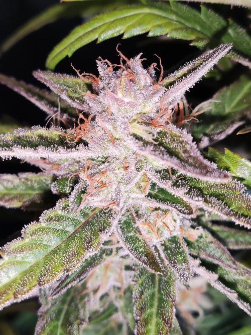 Strawberry Cough. Week 11