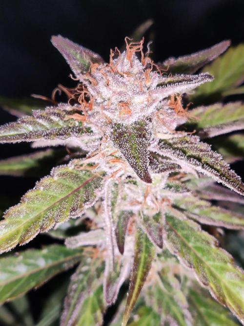 Strawberry Cough. Week 11