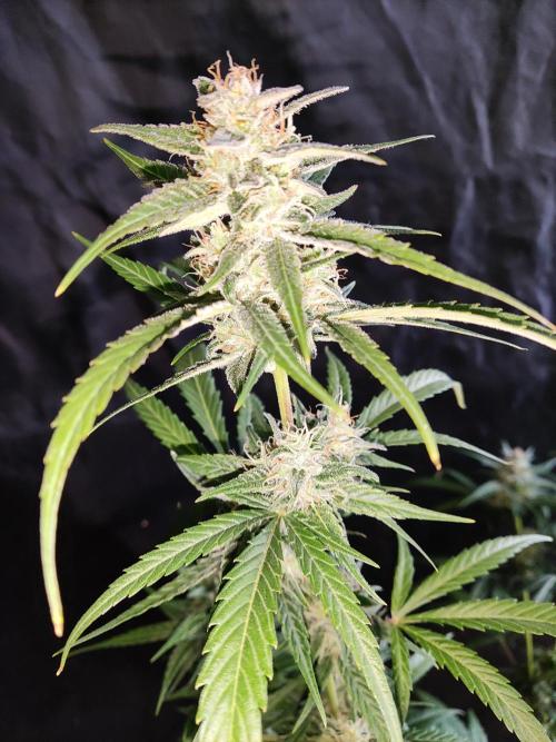 Strawberry Cough. Week 11