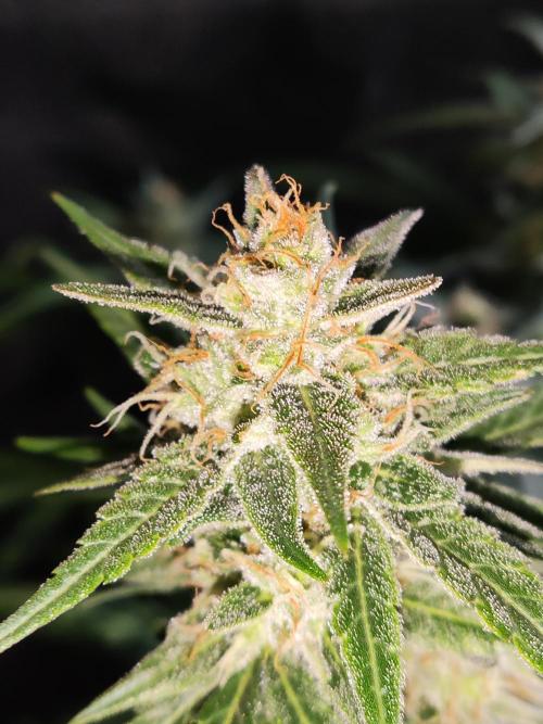 Strawberry Cough. Week 11