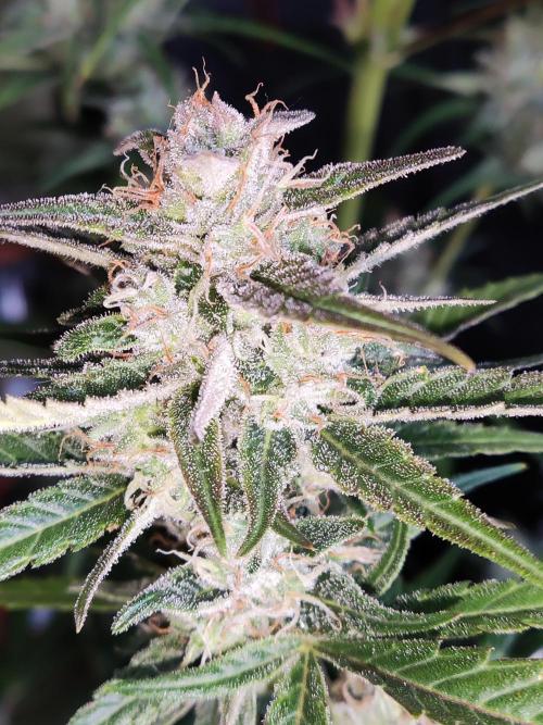 Strawberry Cough. Week 11