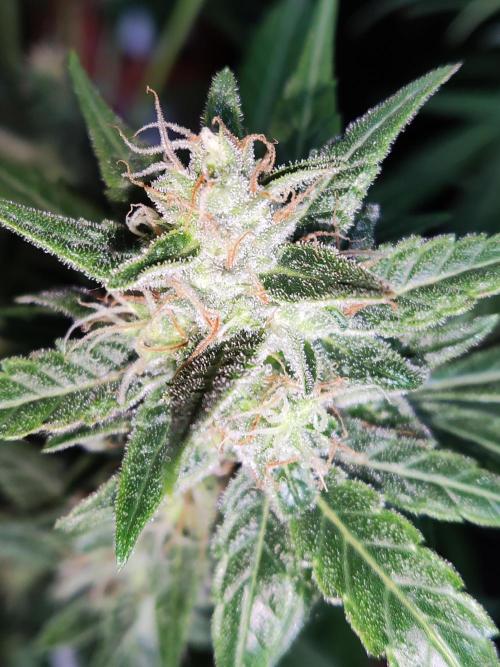 Strawberry Cough. Week 11