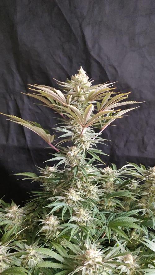 White Widow  X  The Ultimate