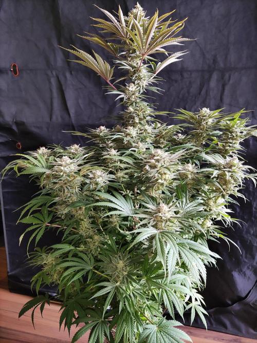 White Widow  X  The Ultimate. Week 15