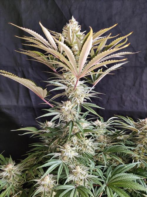 White Widow  X  The Ultimate. Week 15